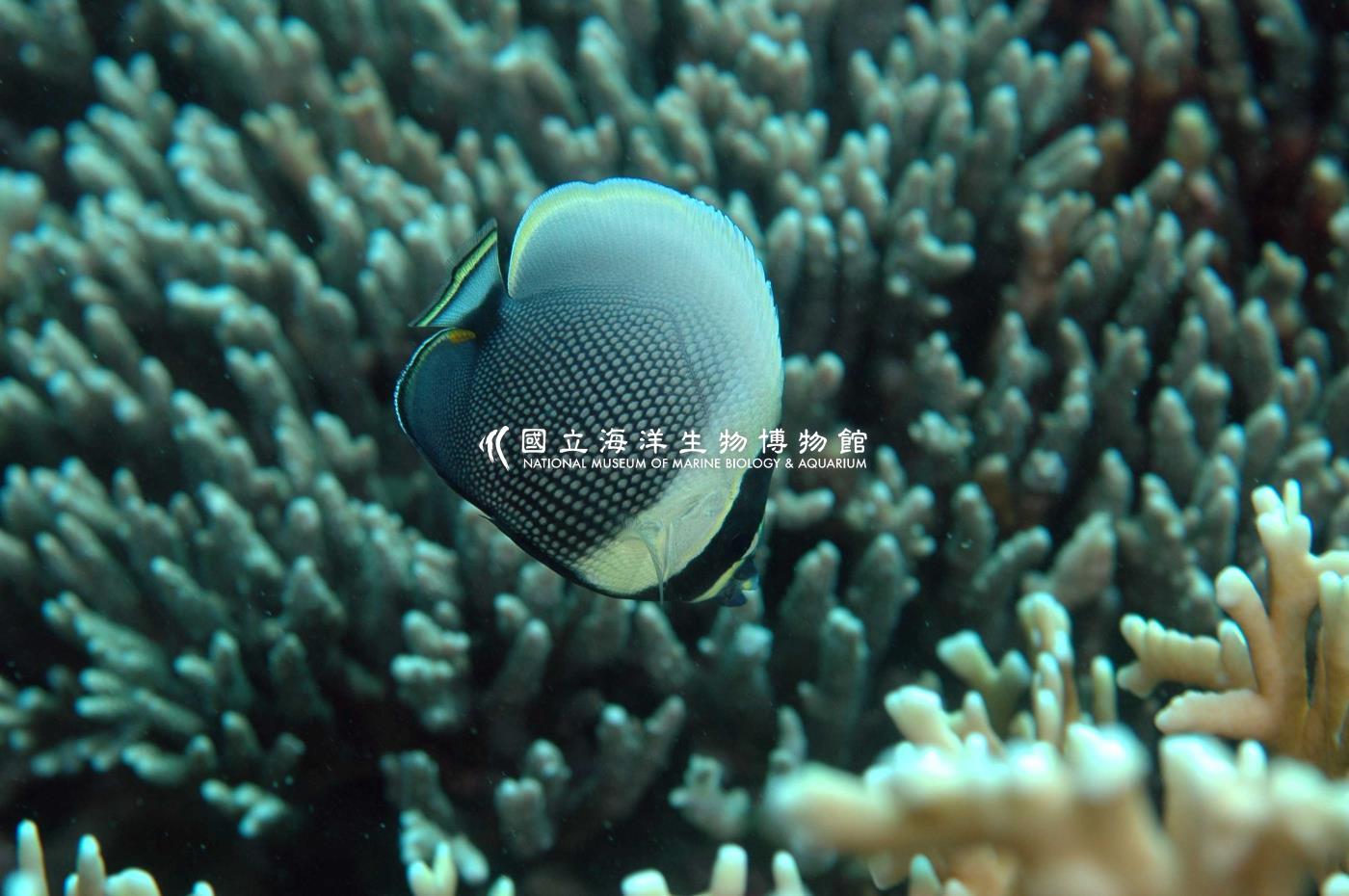 網紋蝴蝶魚