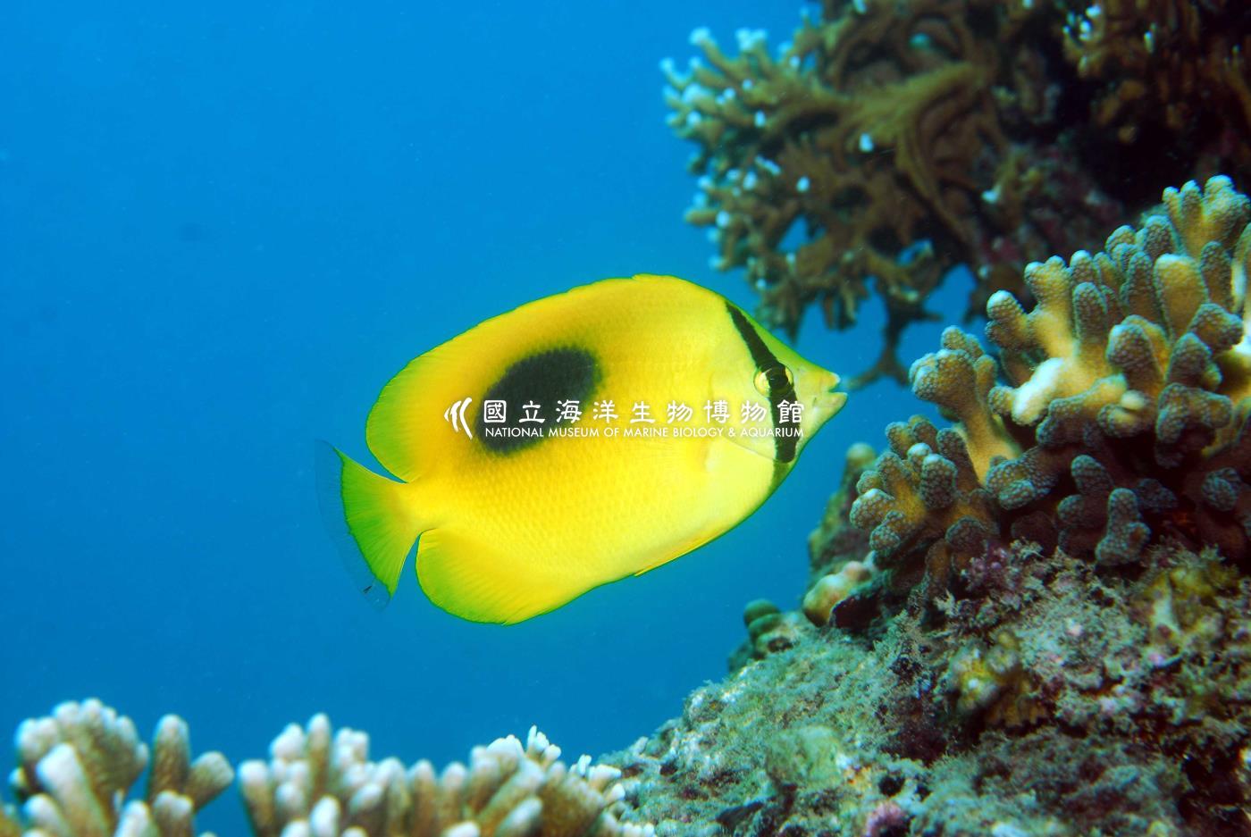 鏡斑蝴蝶魚