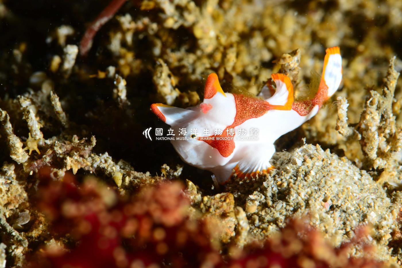 大斑躄魚