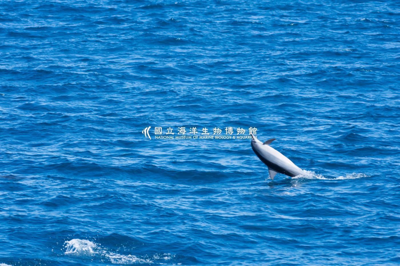 飛旋海豚