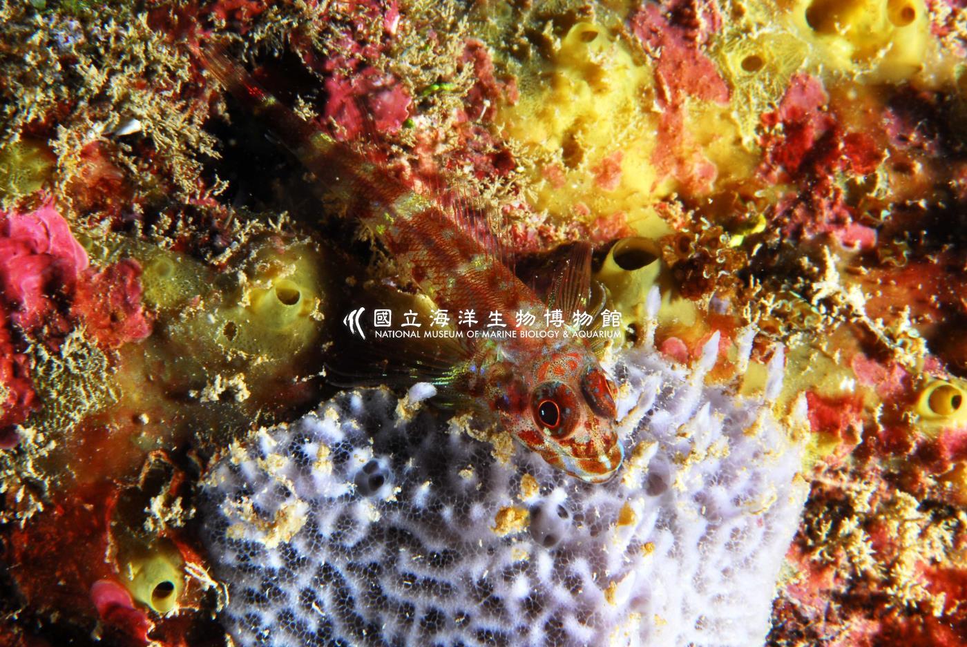 線頭彎線鳚