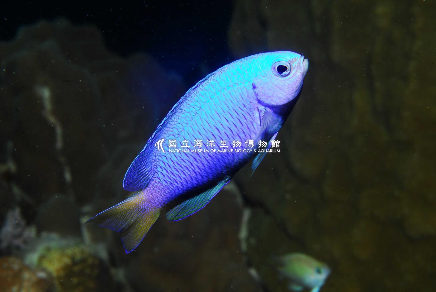 霓虹雀鯛