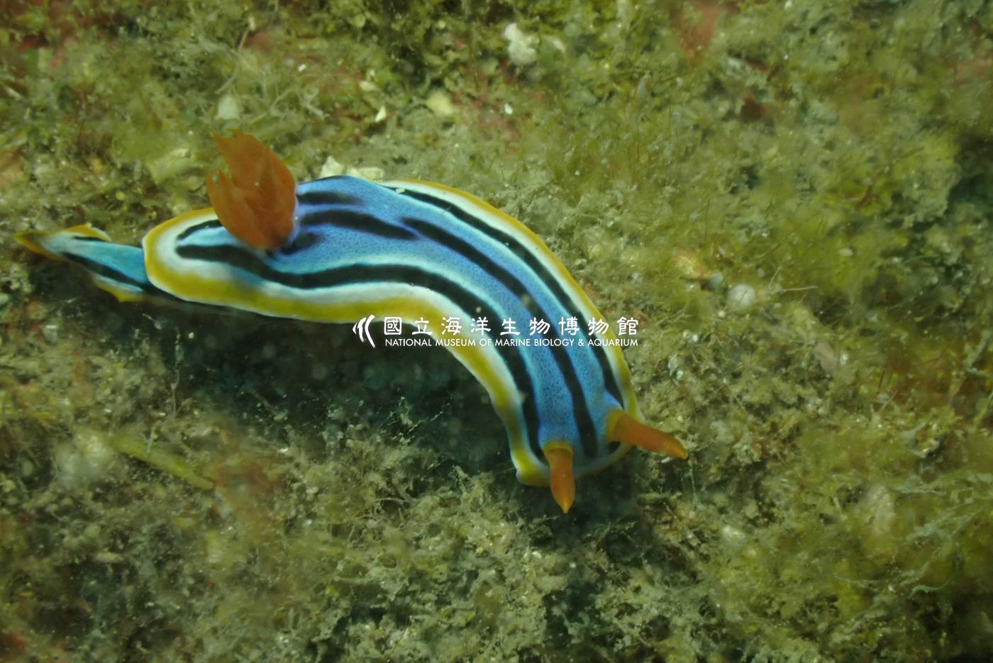 伊莉莎白多彩海蛞蝓