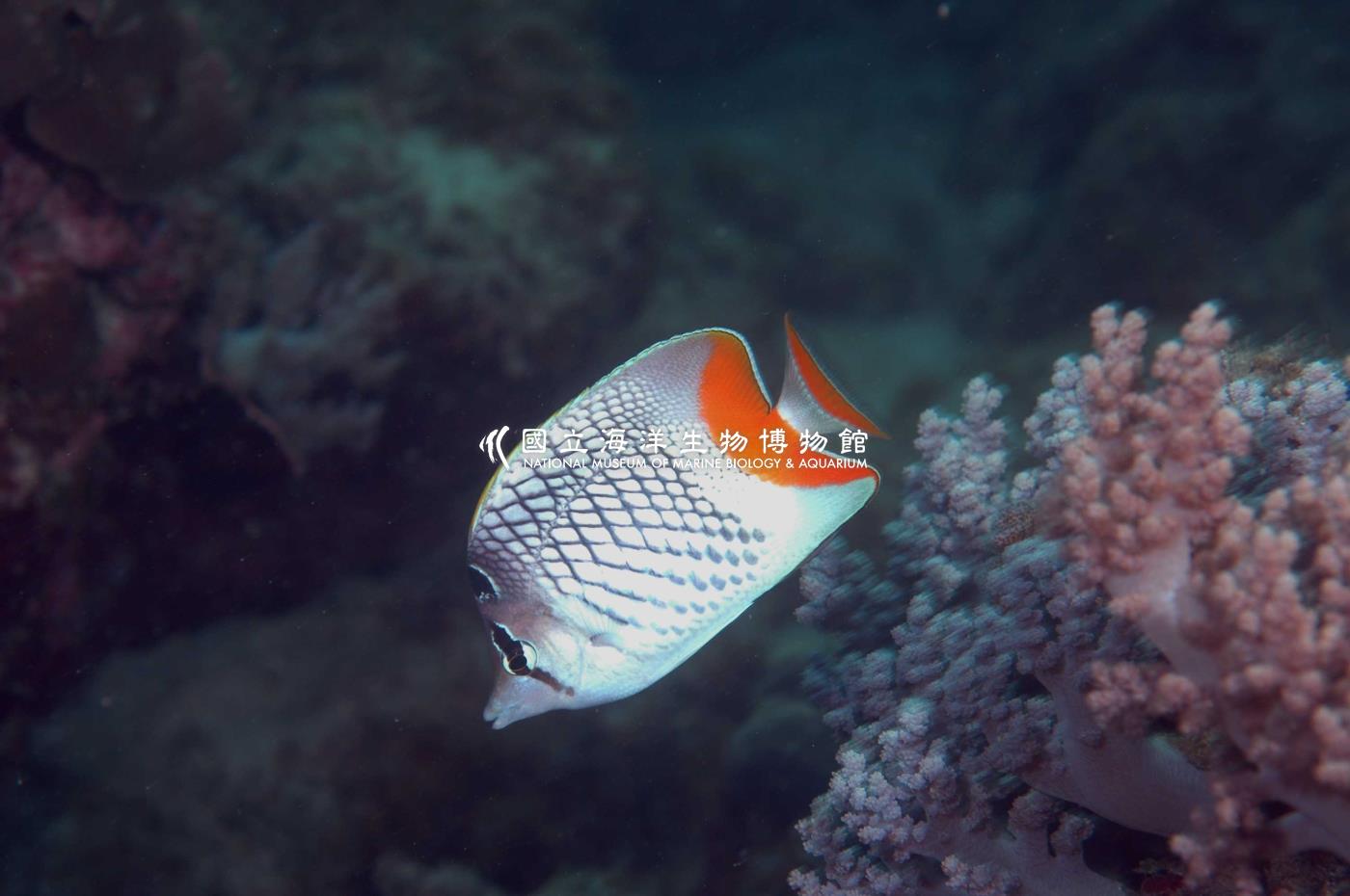 紅尾蝴蝶魚