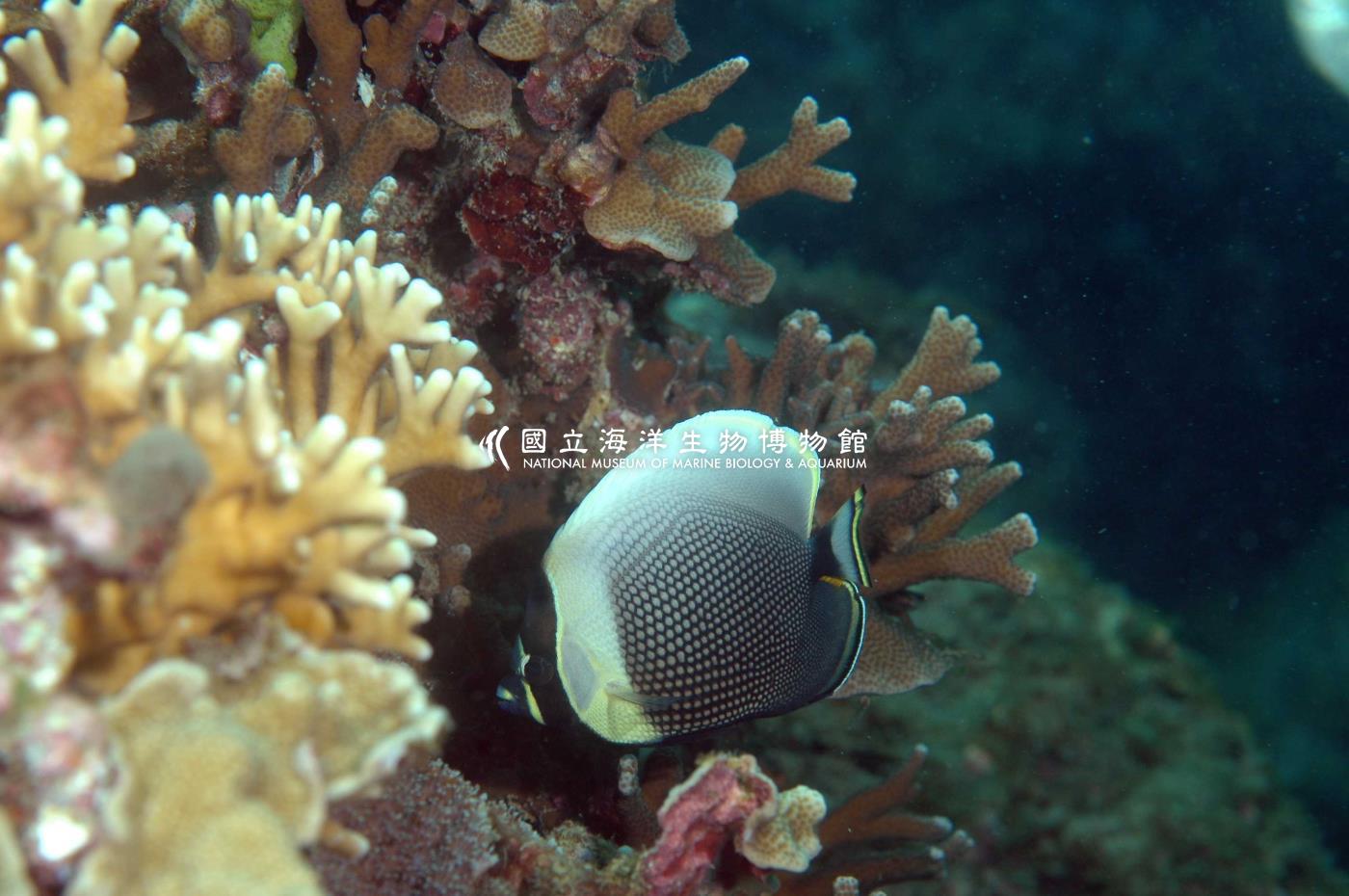 網紋蝴蝶魚