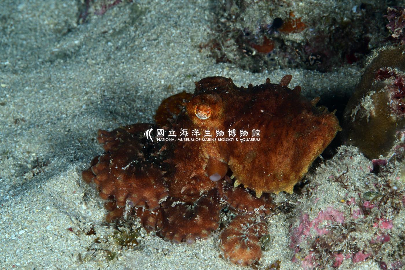 紅章魚