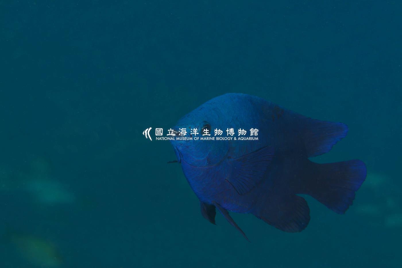 黑副雀鯛