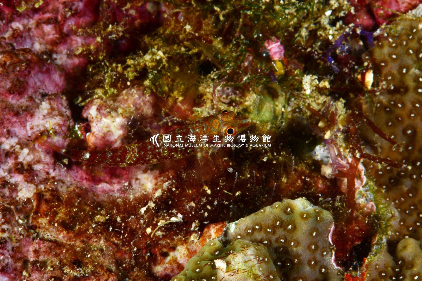 紅尾雙線鳚