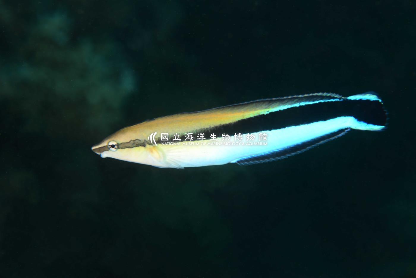 三帶盾齒鳚