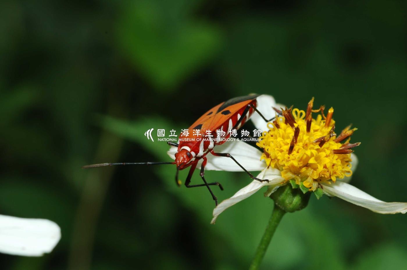 照片