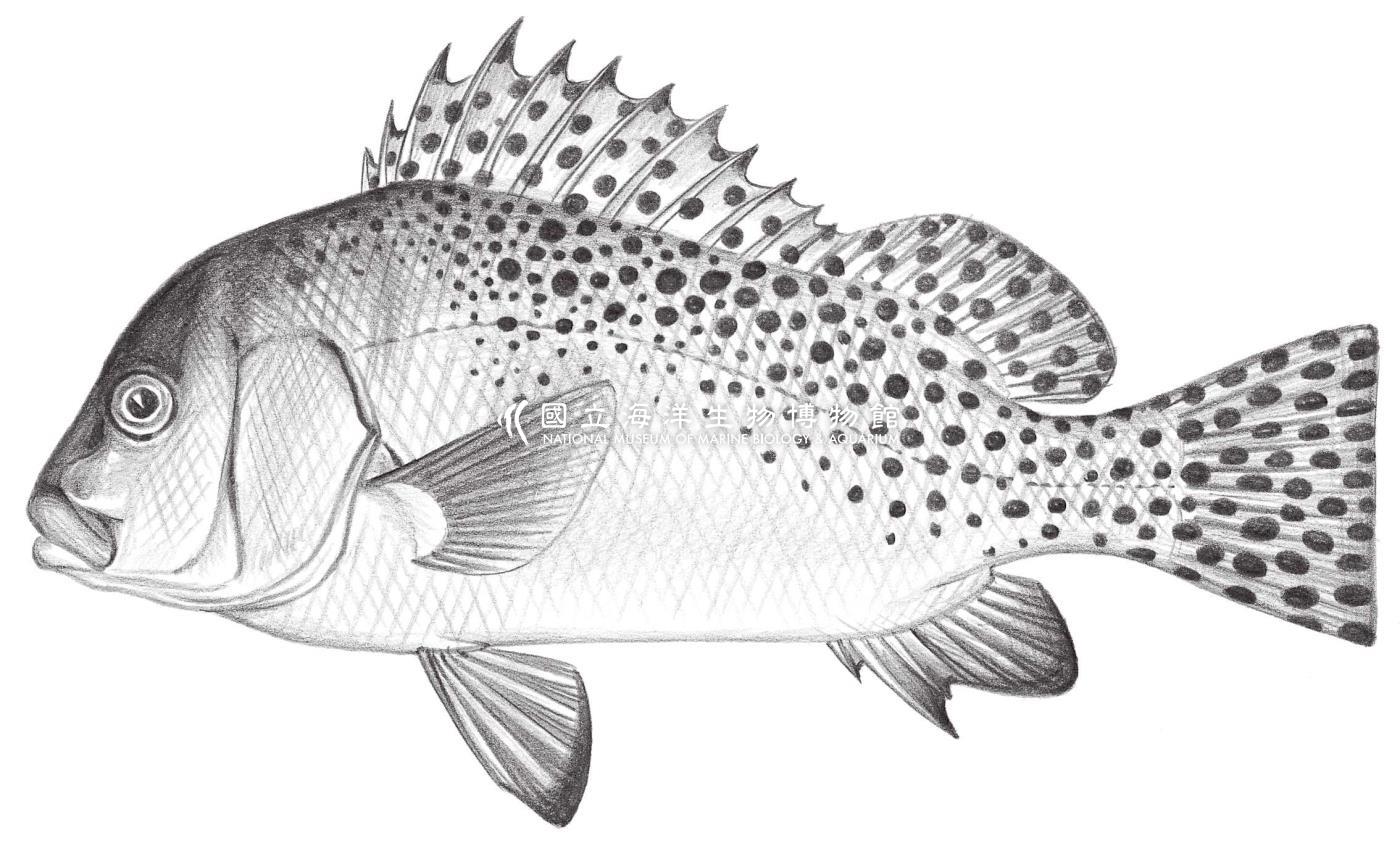 1395. 胡椒鯛 Plectorhinchus pictus (Thunberg, 1792)