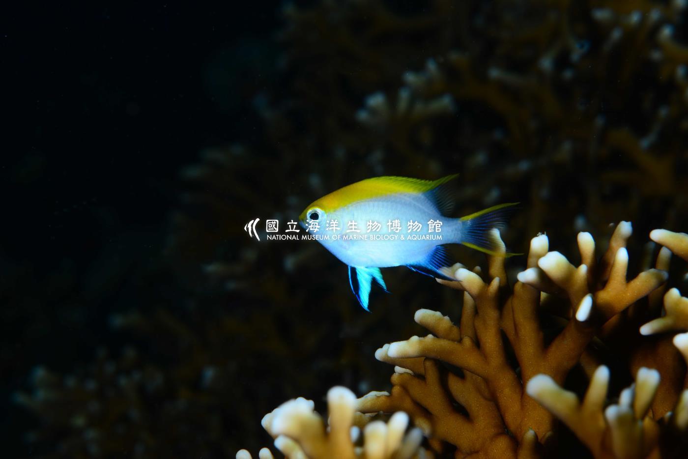 黑副雀鯛