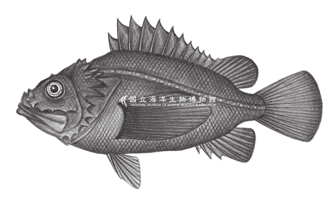 902. 黑鮋 Ectreposebastes imus Garman, 1899