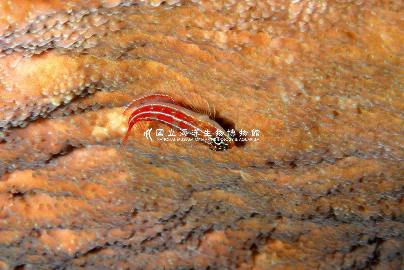 縱帶彎線鳚