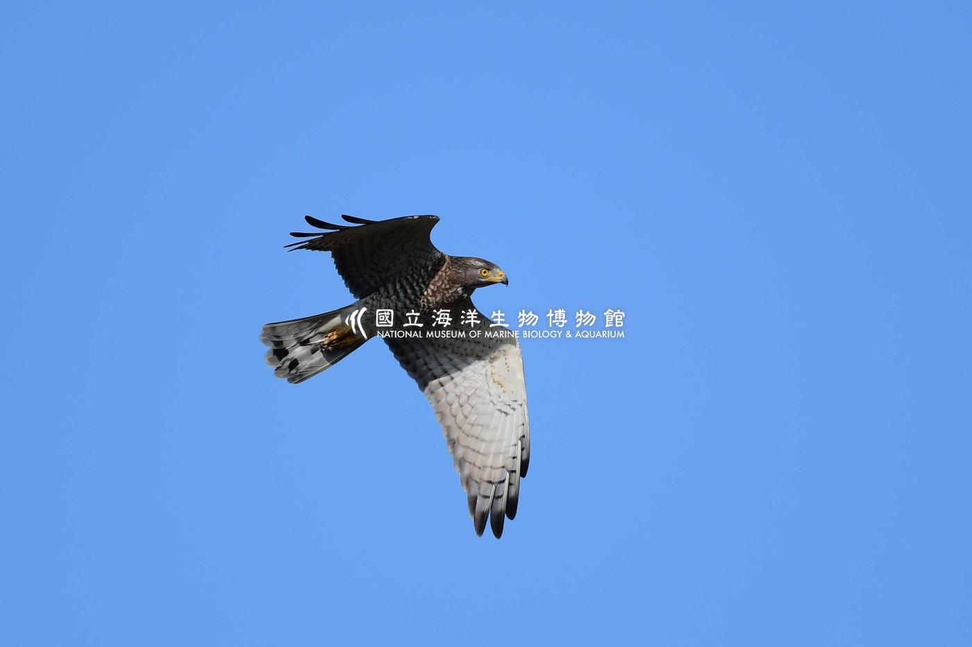 灰面鵟鷹