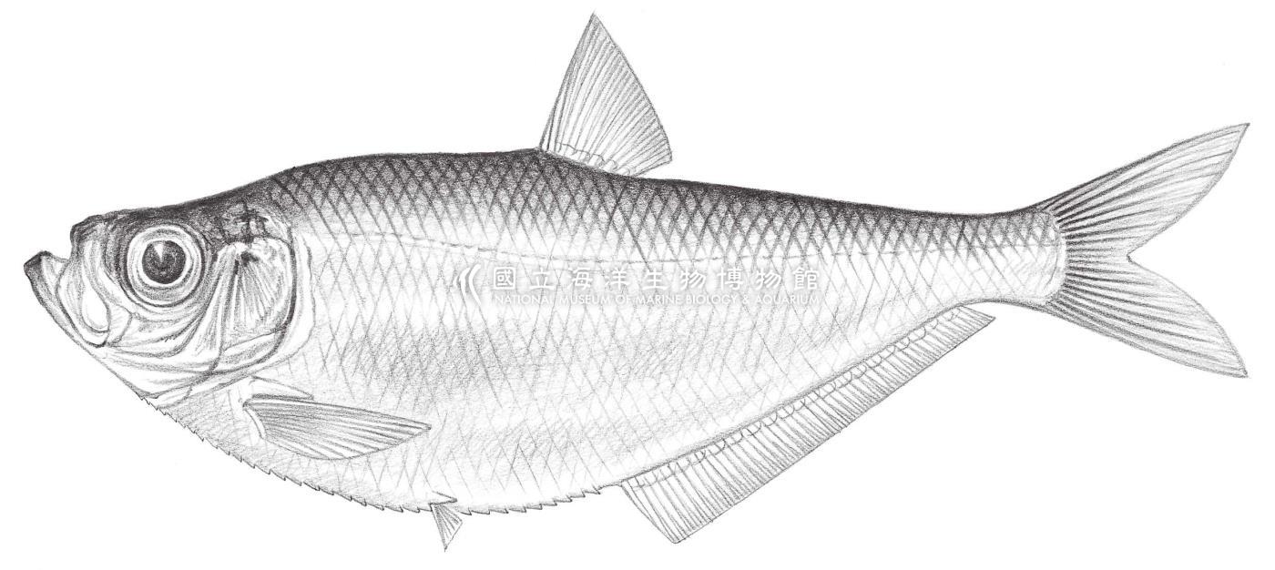 282. 黑口鰳 Ilisha melastoma (Bloch & Schneider, 1801)