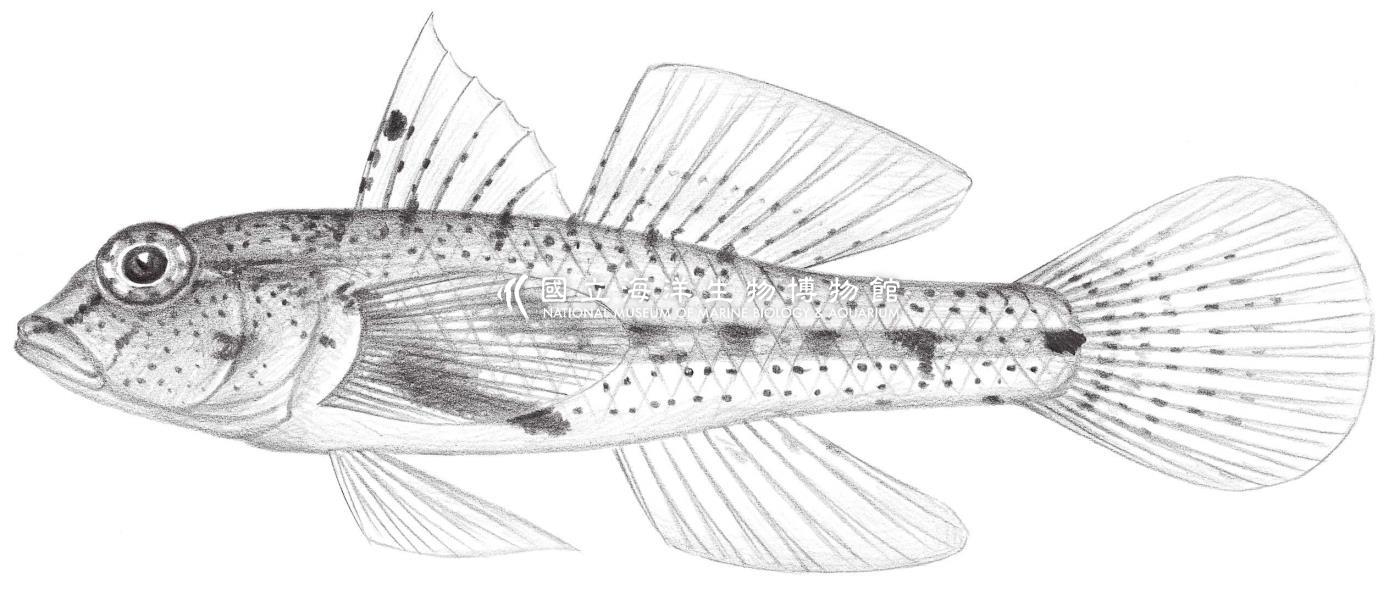 2137. 短棘紡錘鰕虎 Fusigobius neophytus (Günther, 1877)