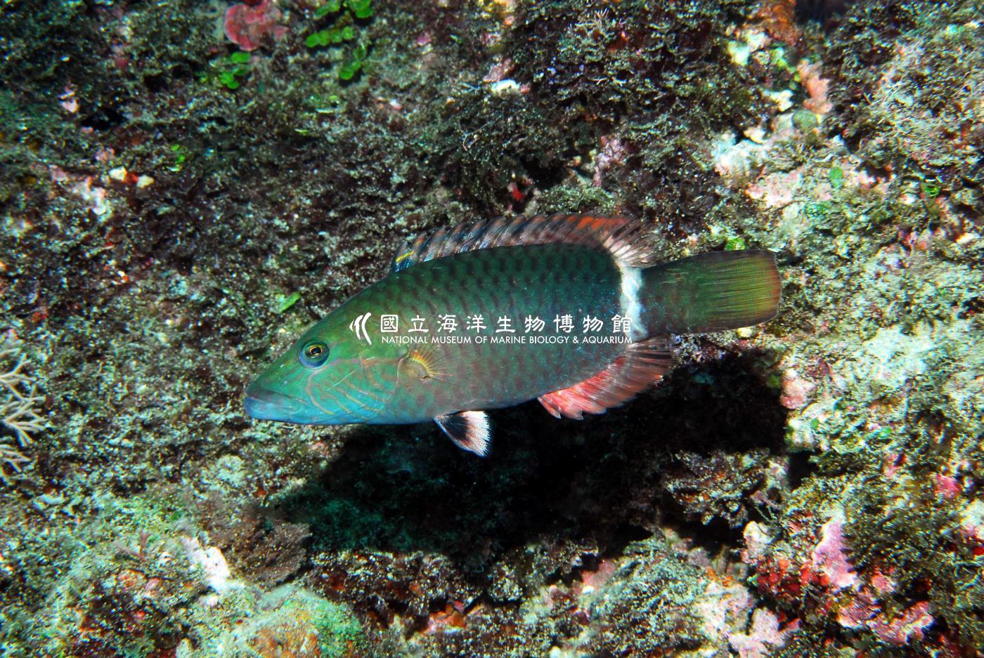 單帶尖唇魚