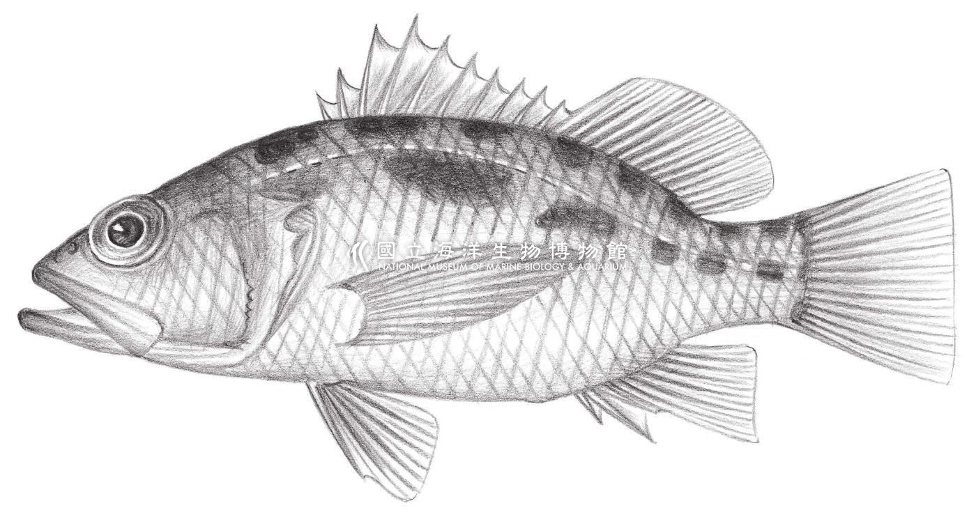 1074. 懷氏棘花鮨 Plectranthias whiteheadi Randall, 1980