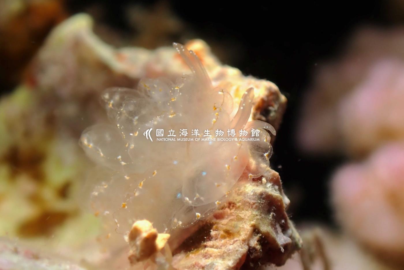 華美美葉海蛞蝓