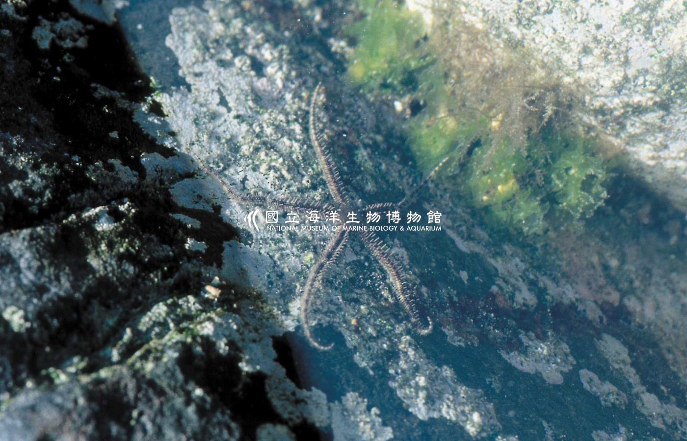 照片