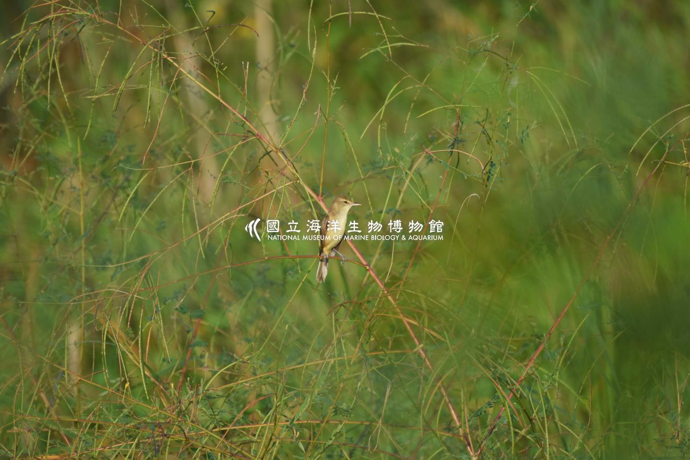 大葦鶯