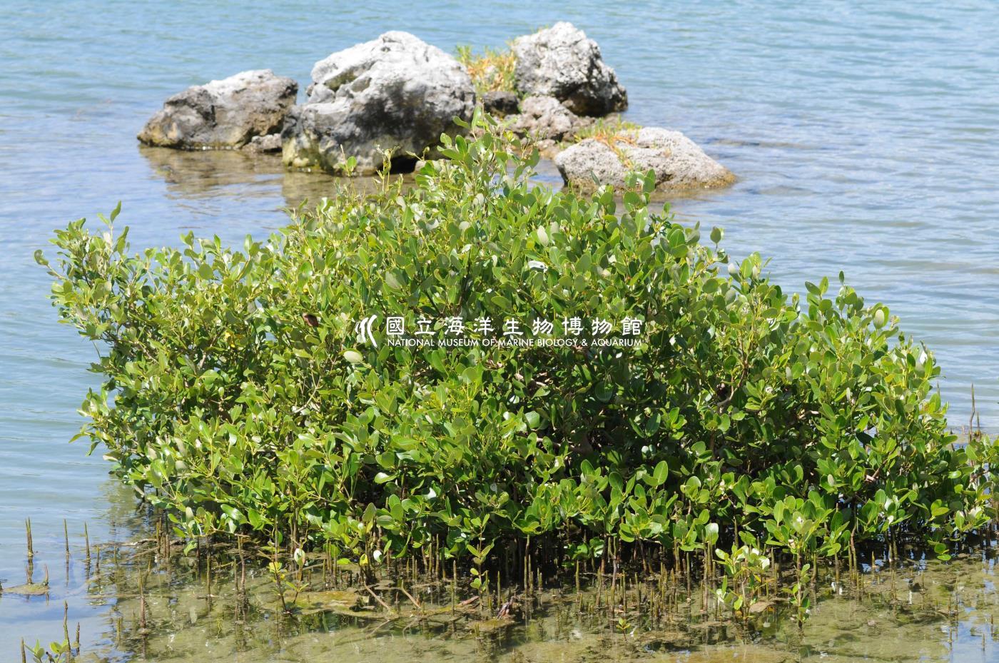 欖李