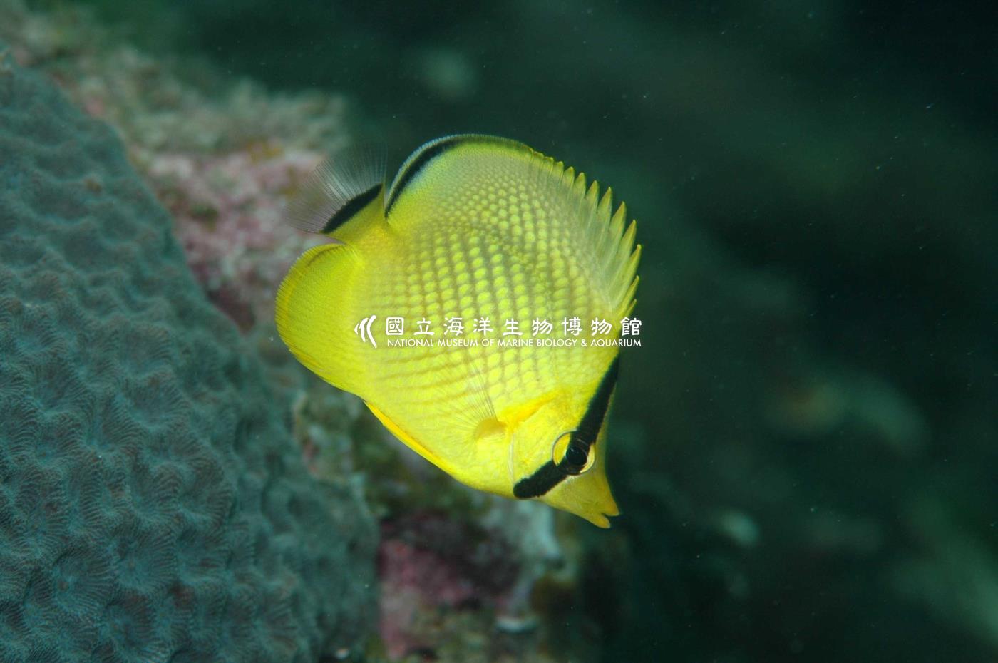 雷氏蝴蝶魚