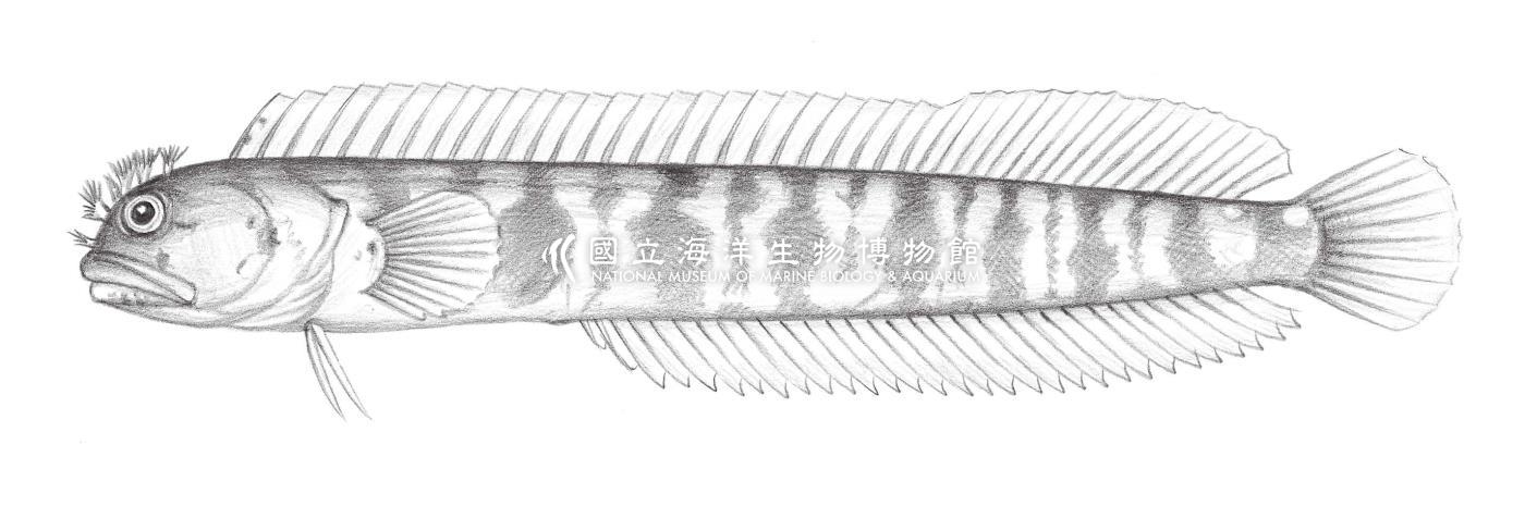 2004. 新胎鳚 Neoclinus nudus Stephens & springer, 1971