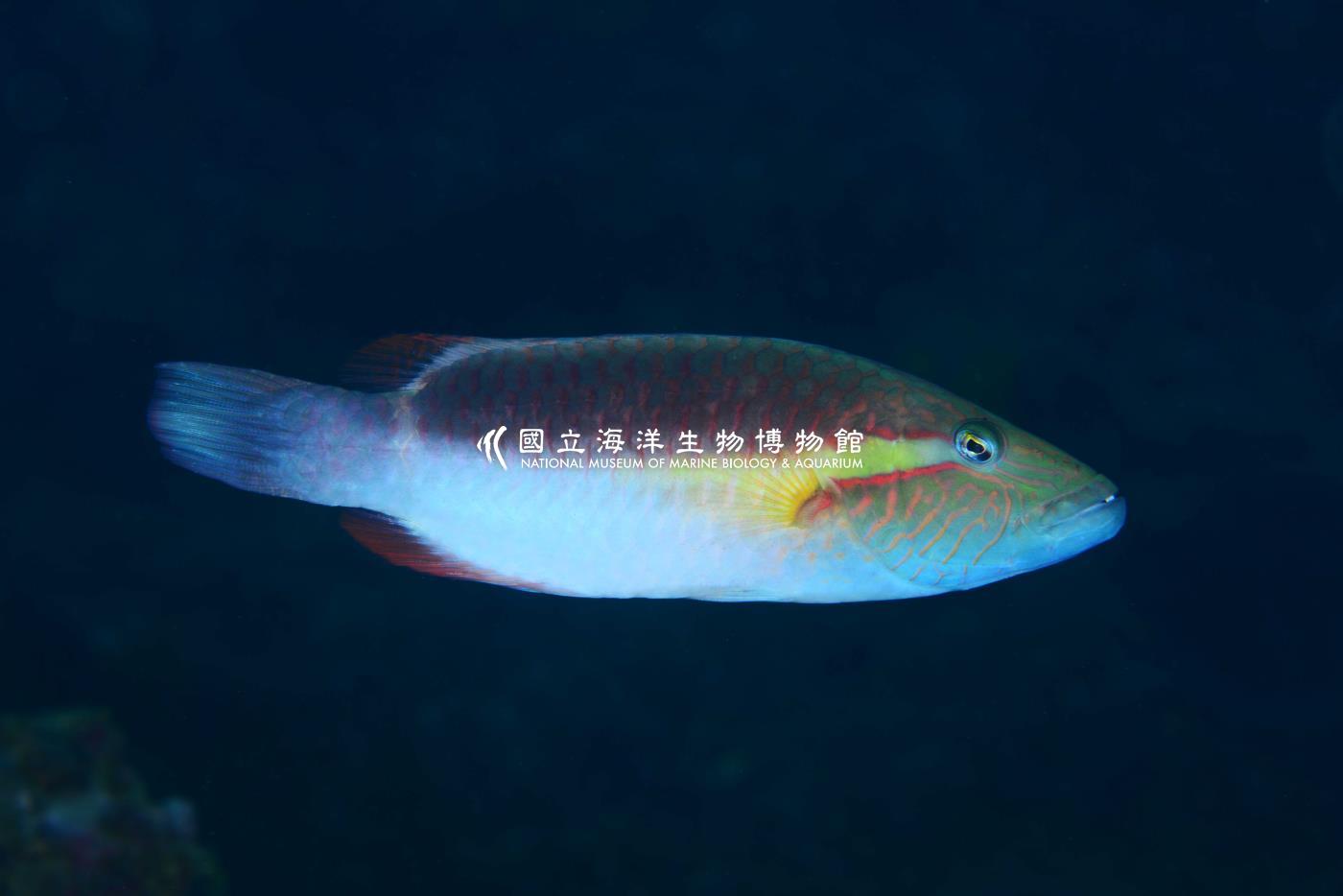 單帶尖唇魚