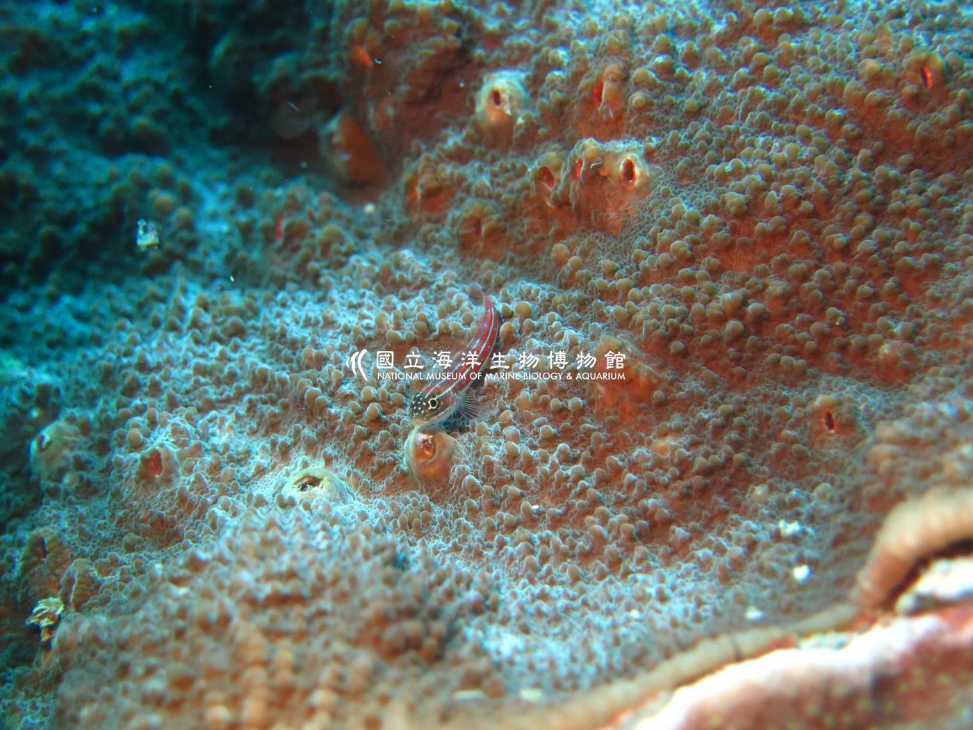 縱帶彎線䲁