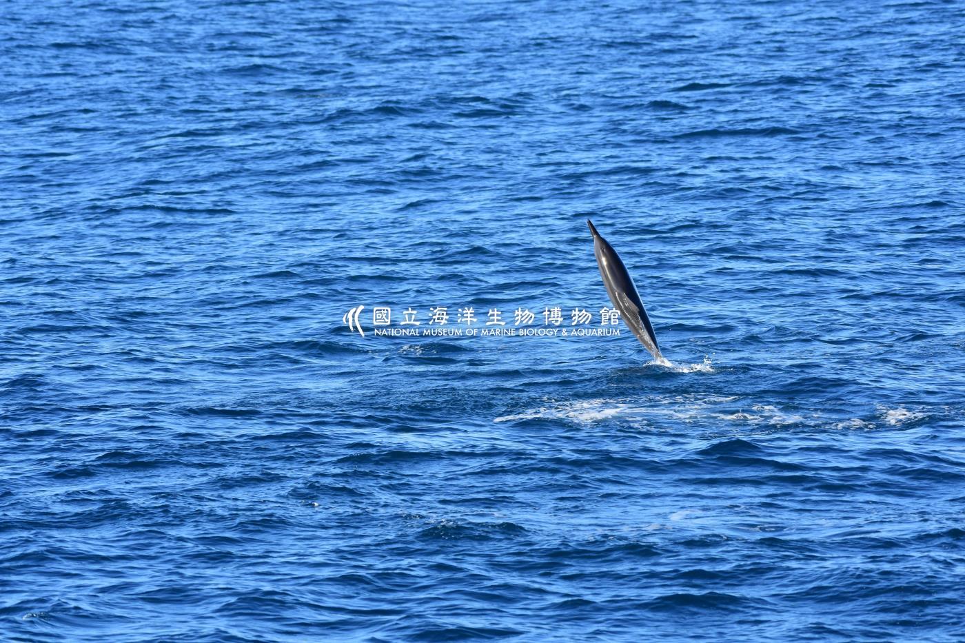 飛旋海豚