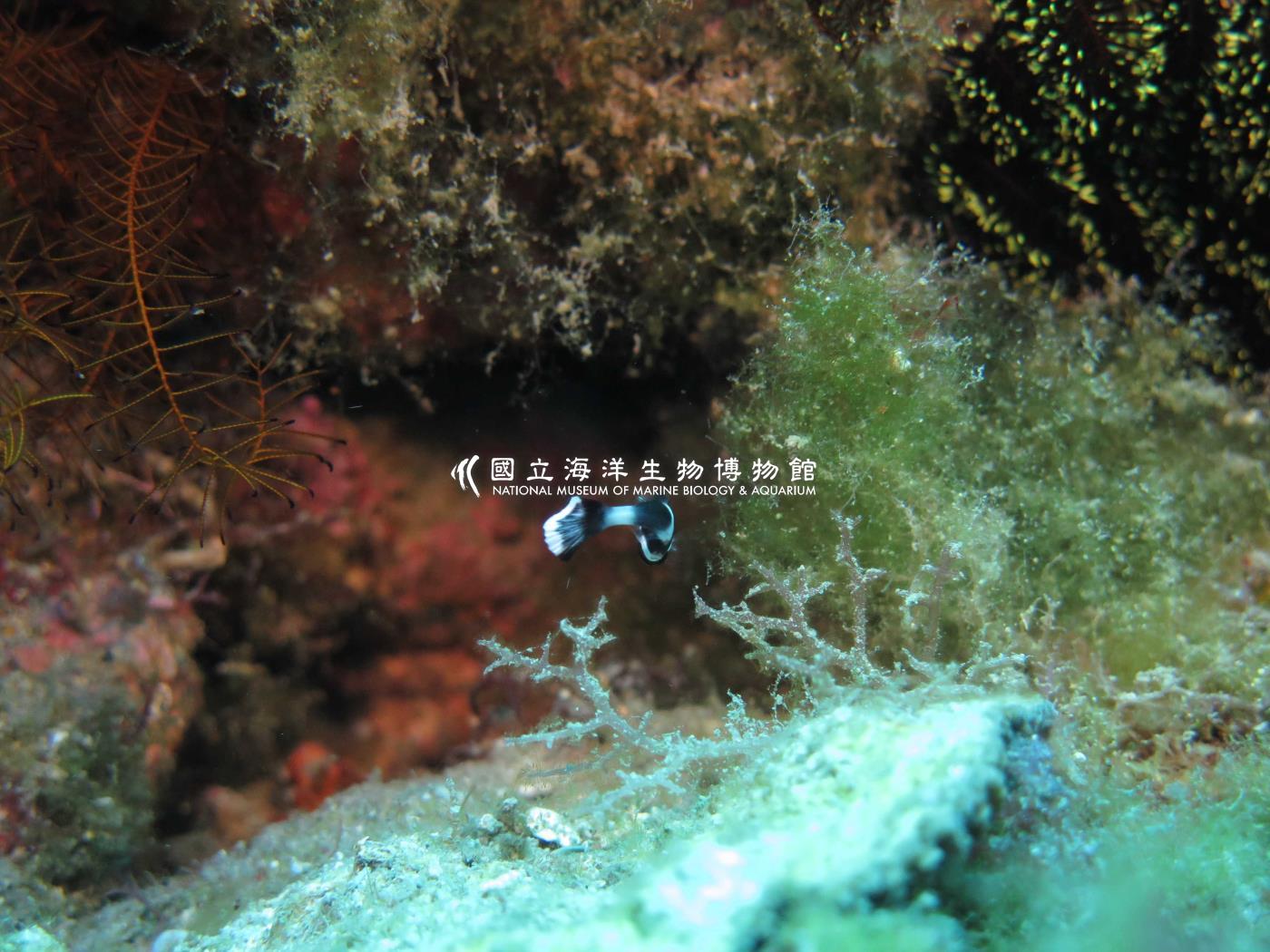 暗點胡椒鯛