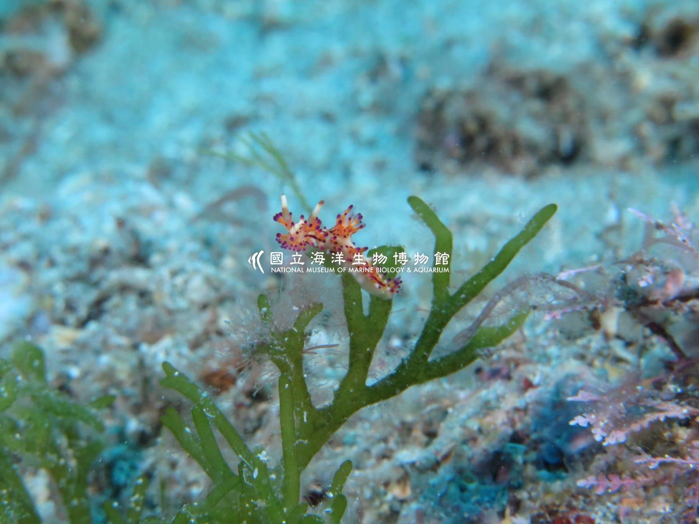 照片