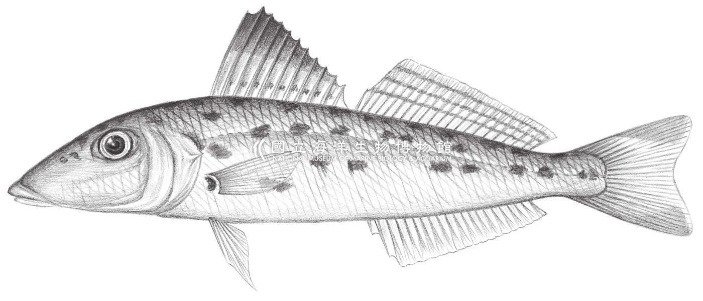 1213. 星沙鮻 Sillago (Parasillago) aeolus Jordan & Evernamm, 1902