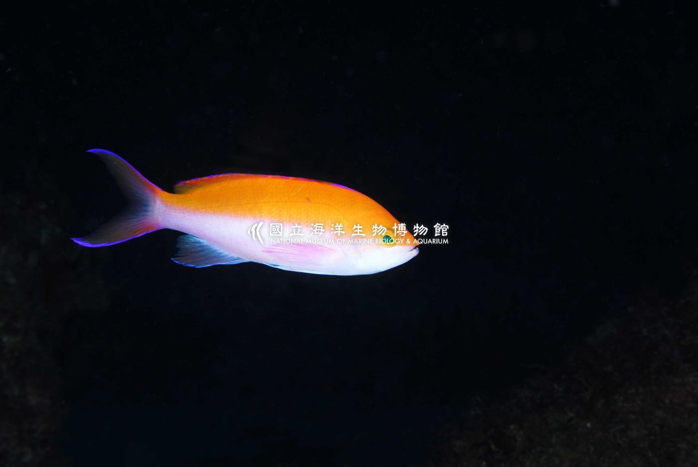 照片