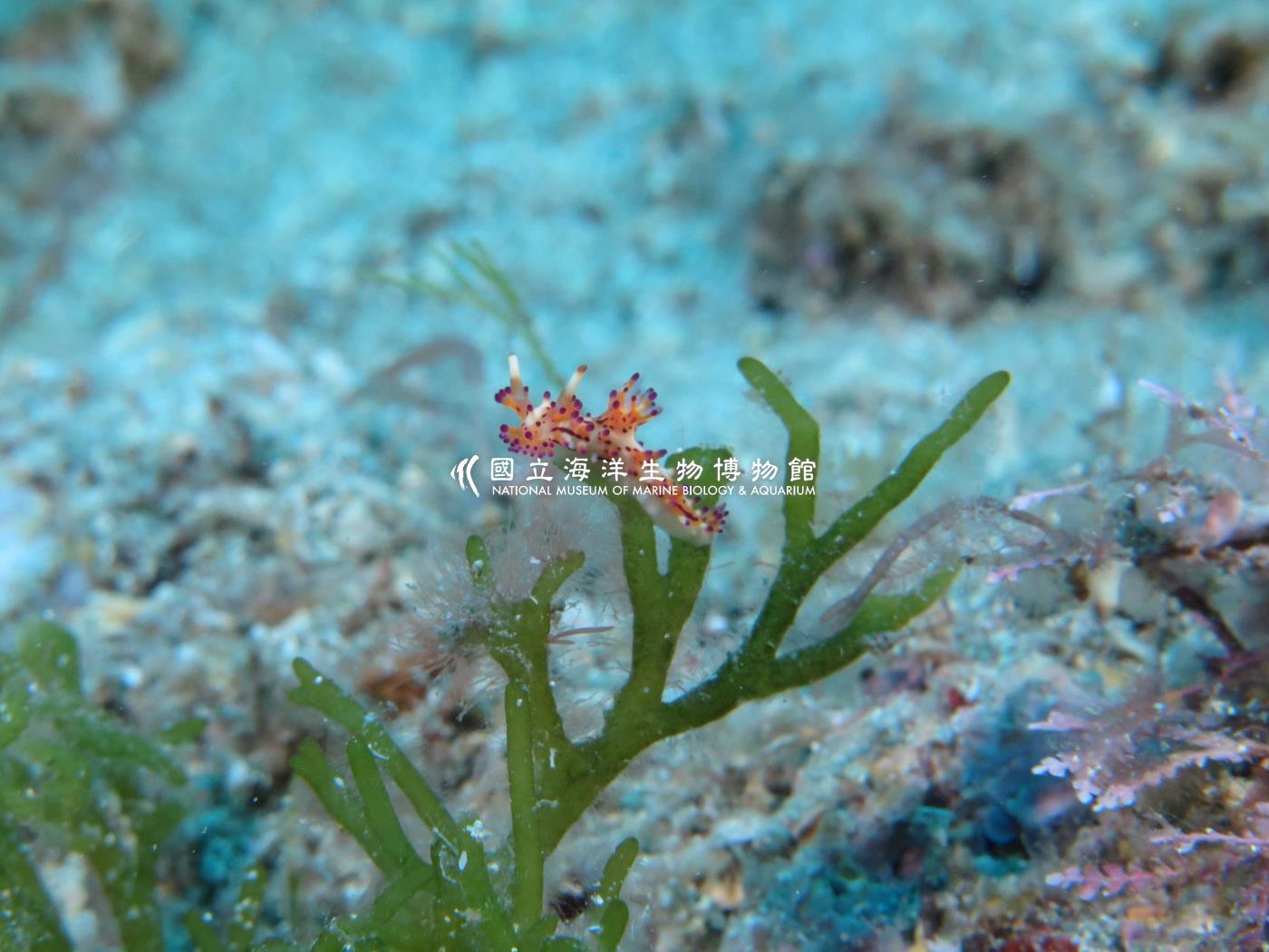 照片