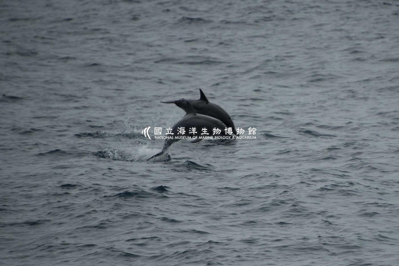 飛旋海豚