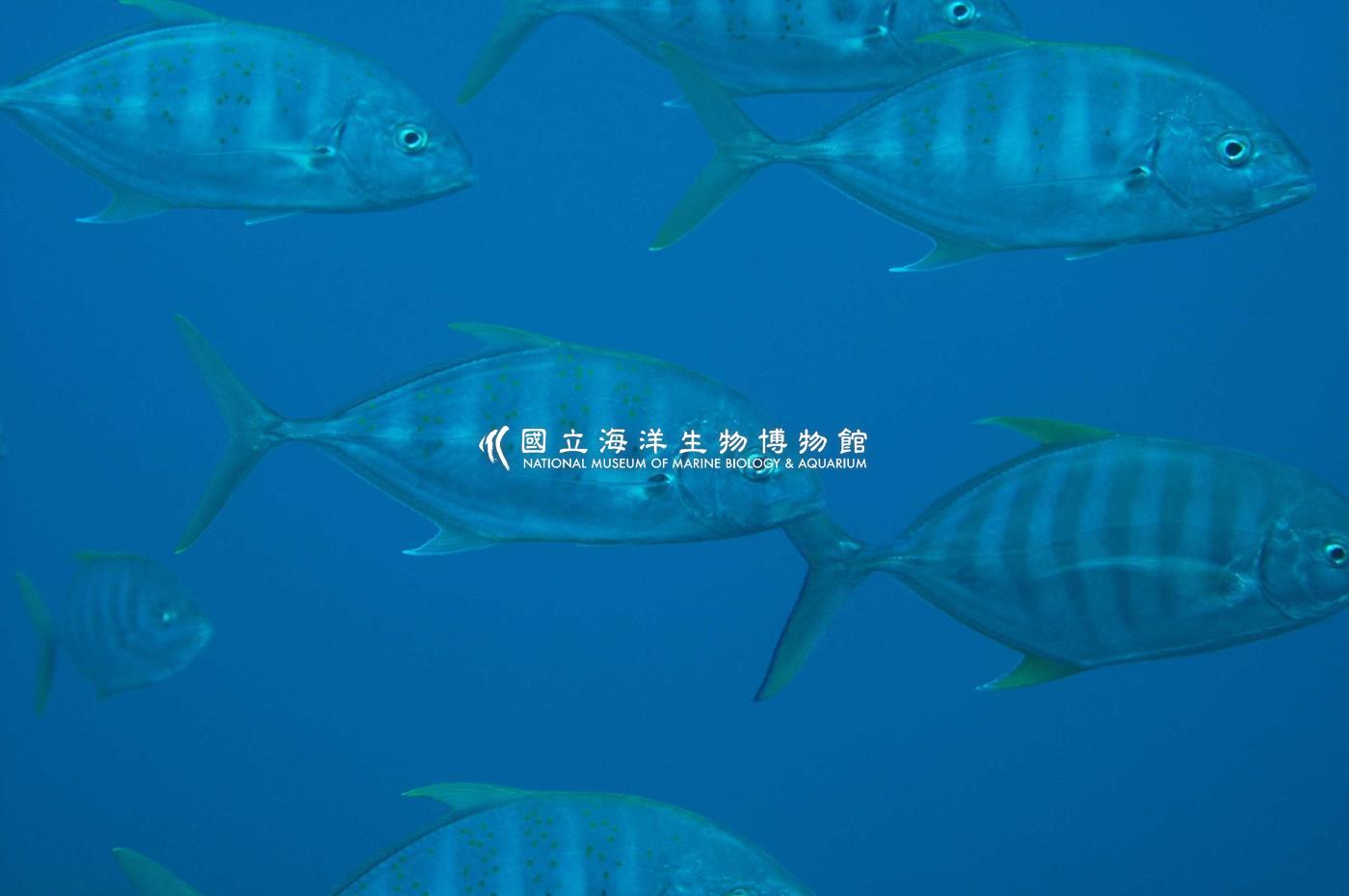 六帶鰺