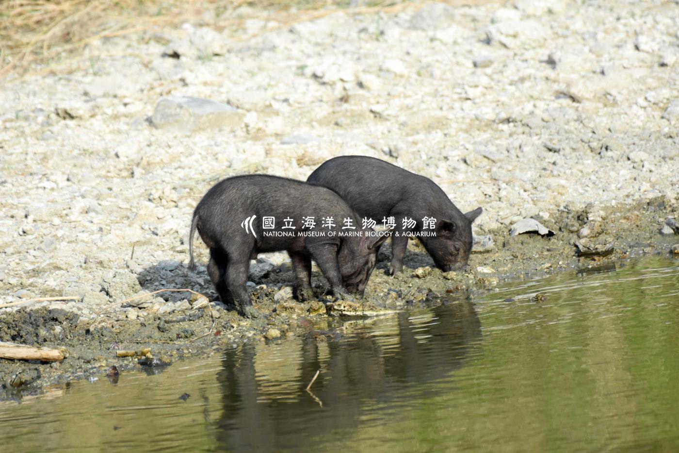 小豬