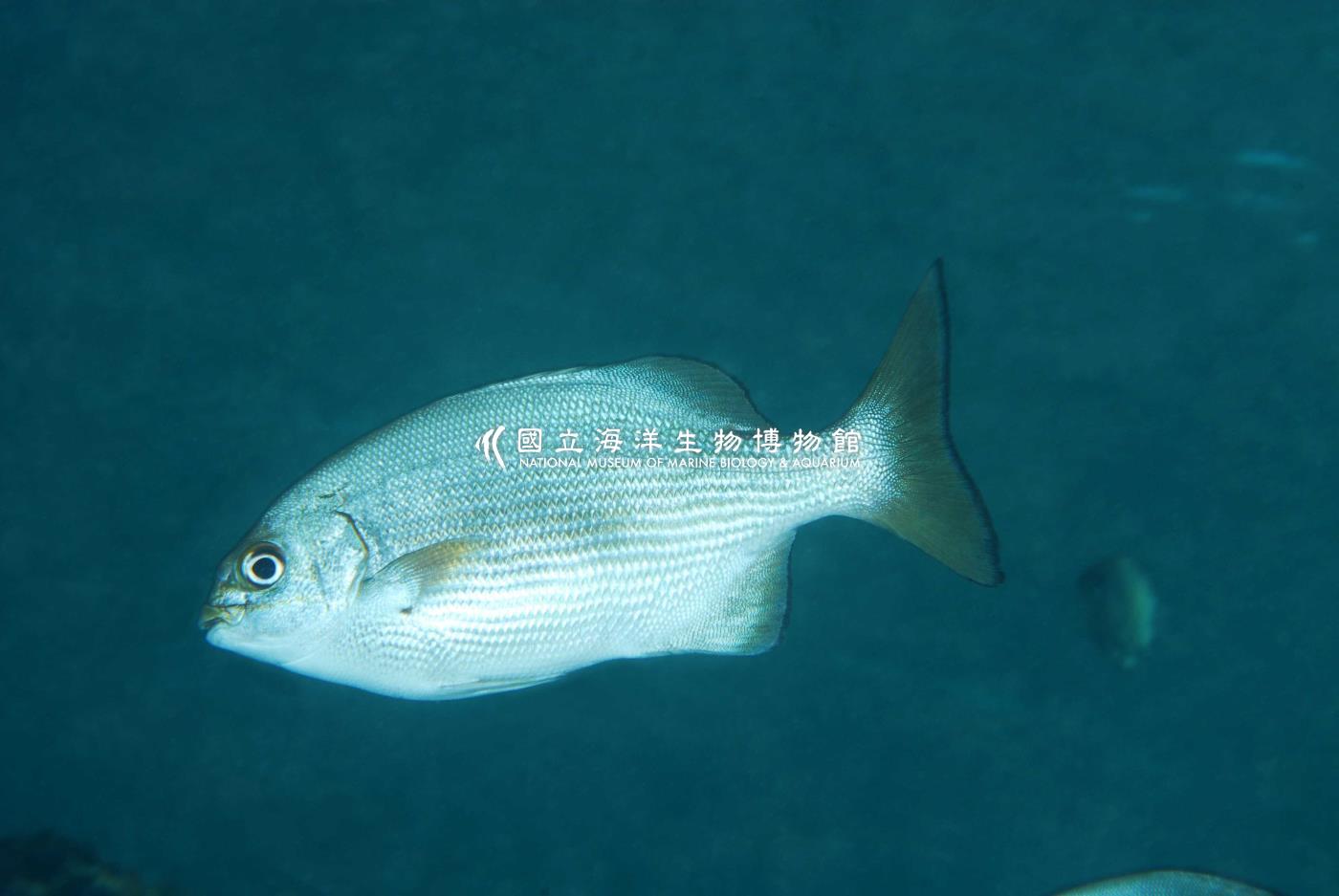 天竺舵魚