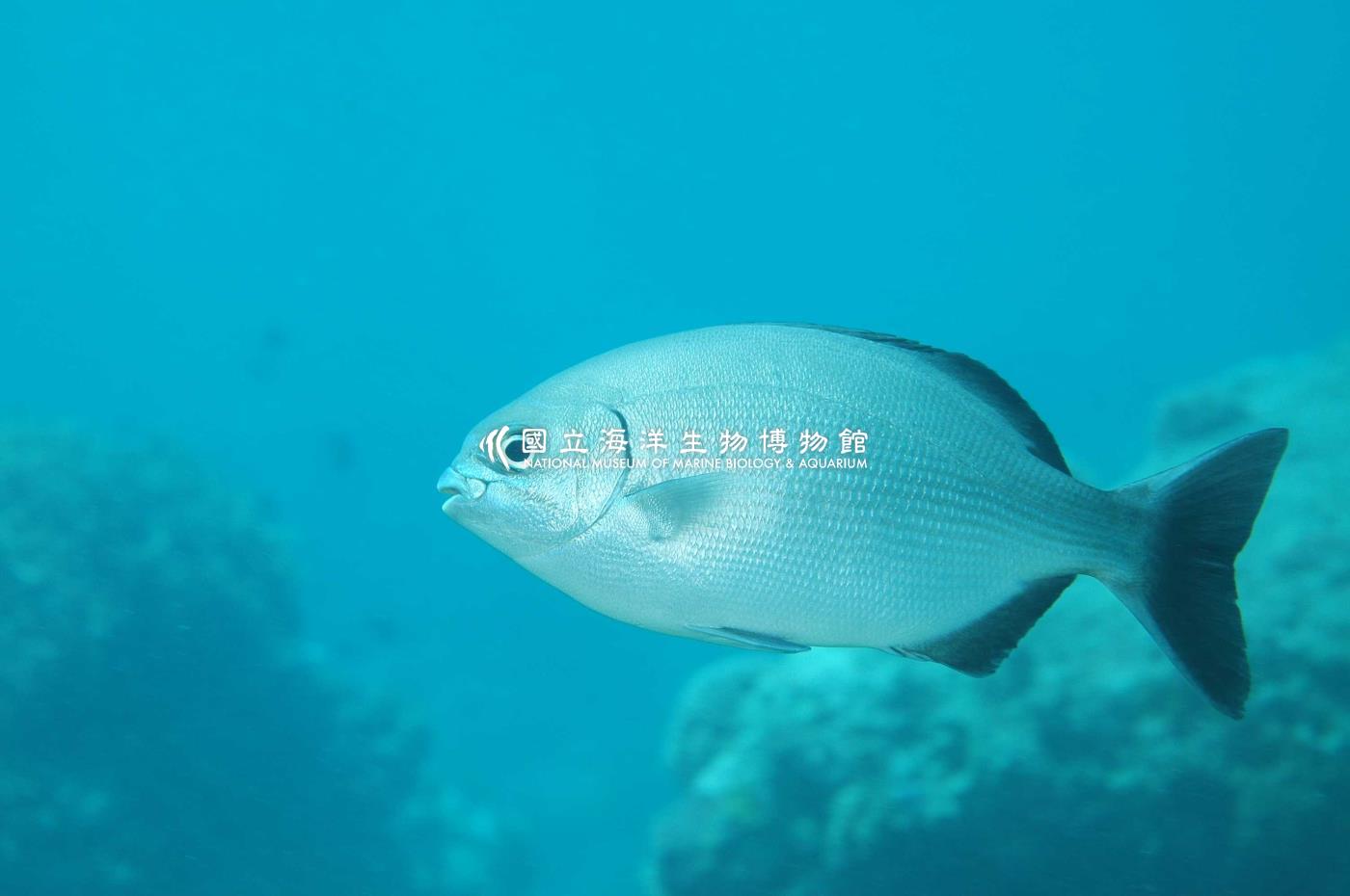 南方舵魚