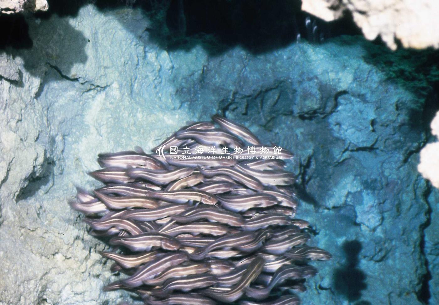 洞穴生物
