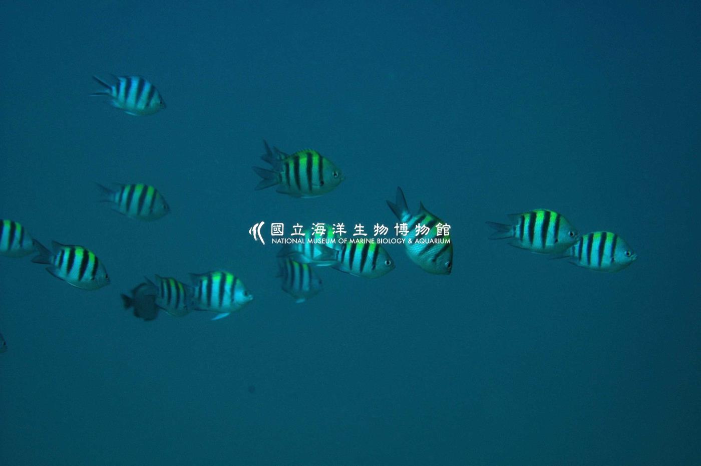 條紋豆娘魚