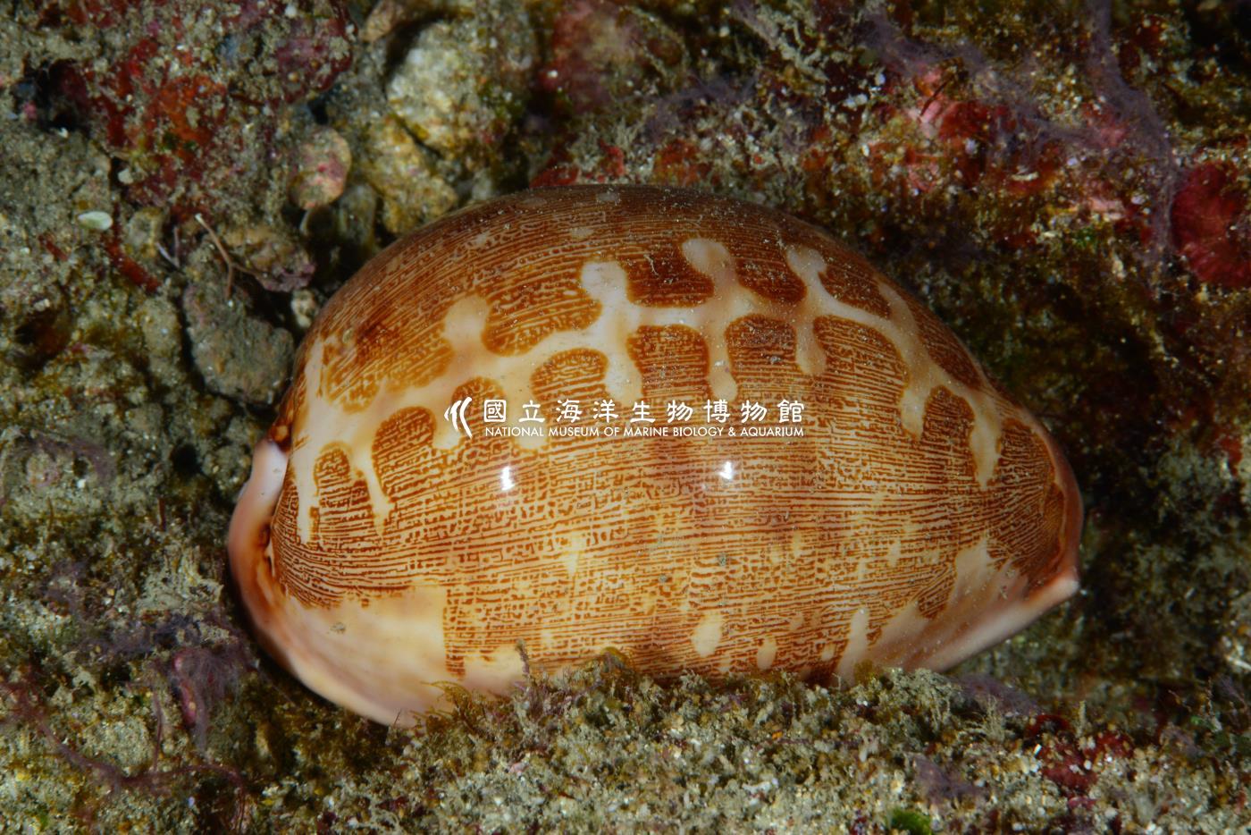 照片