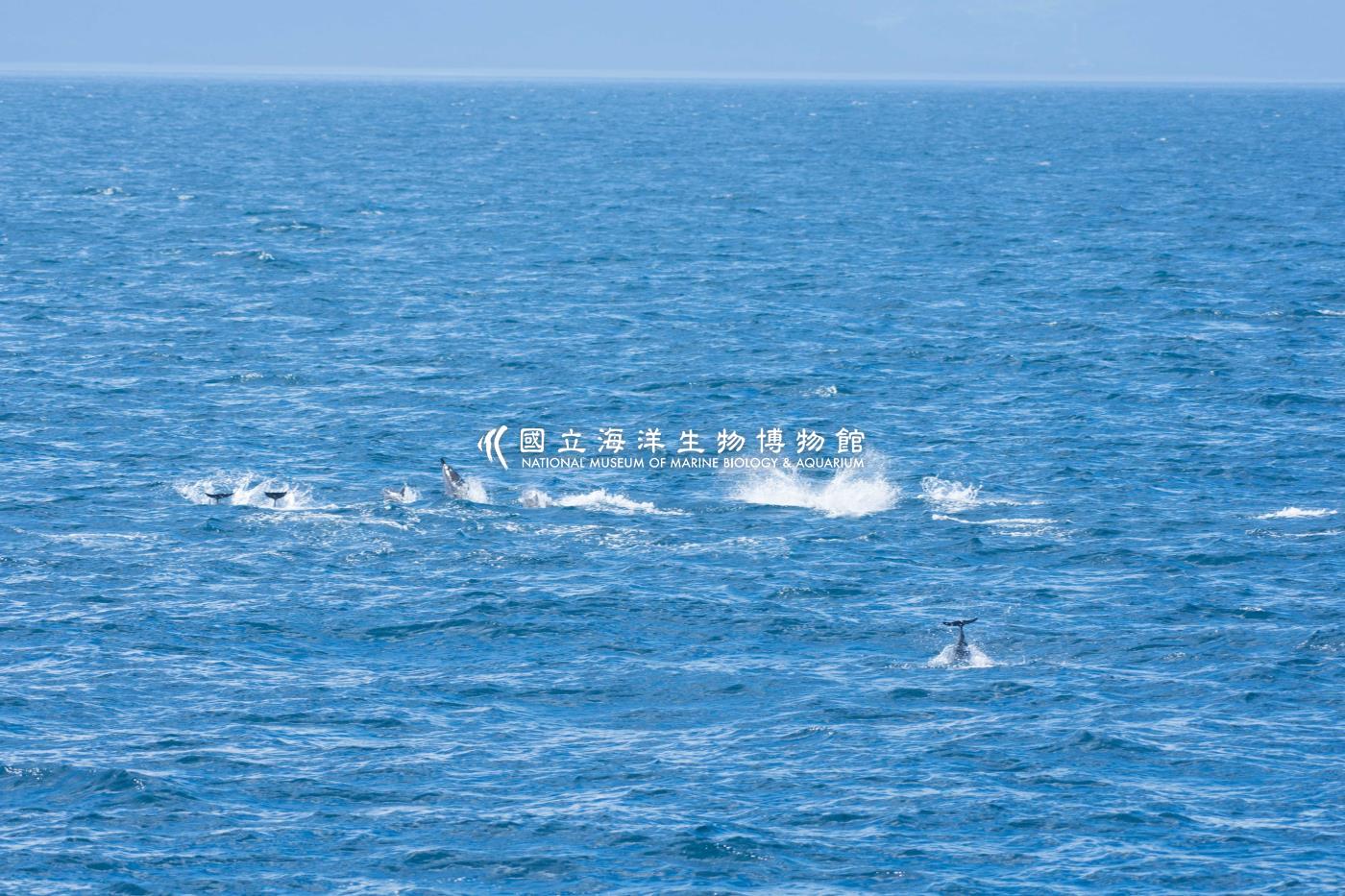 飛旋海豚