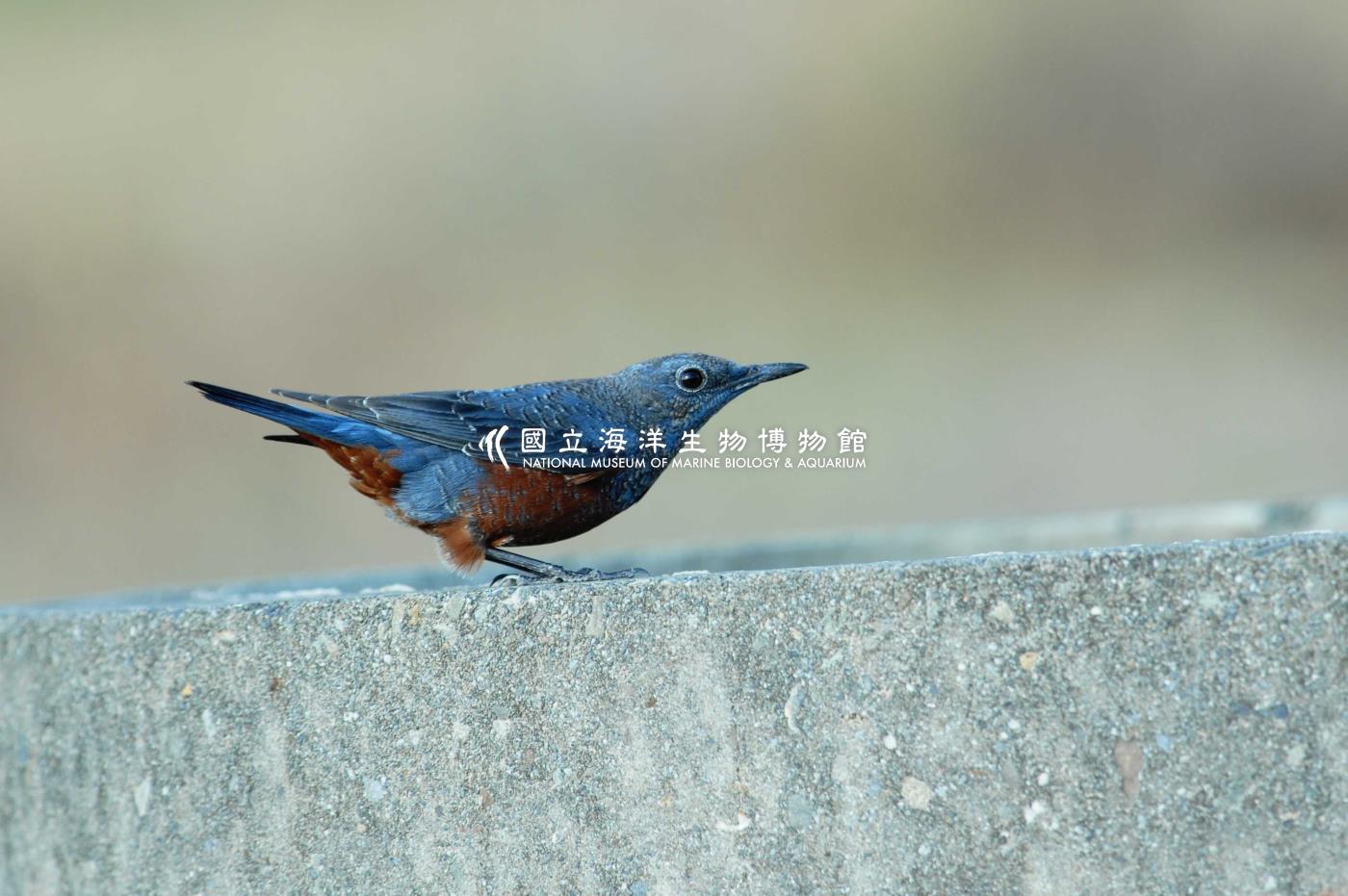 藍磯鶇