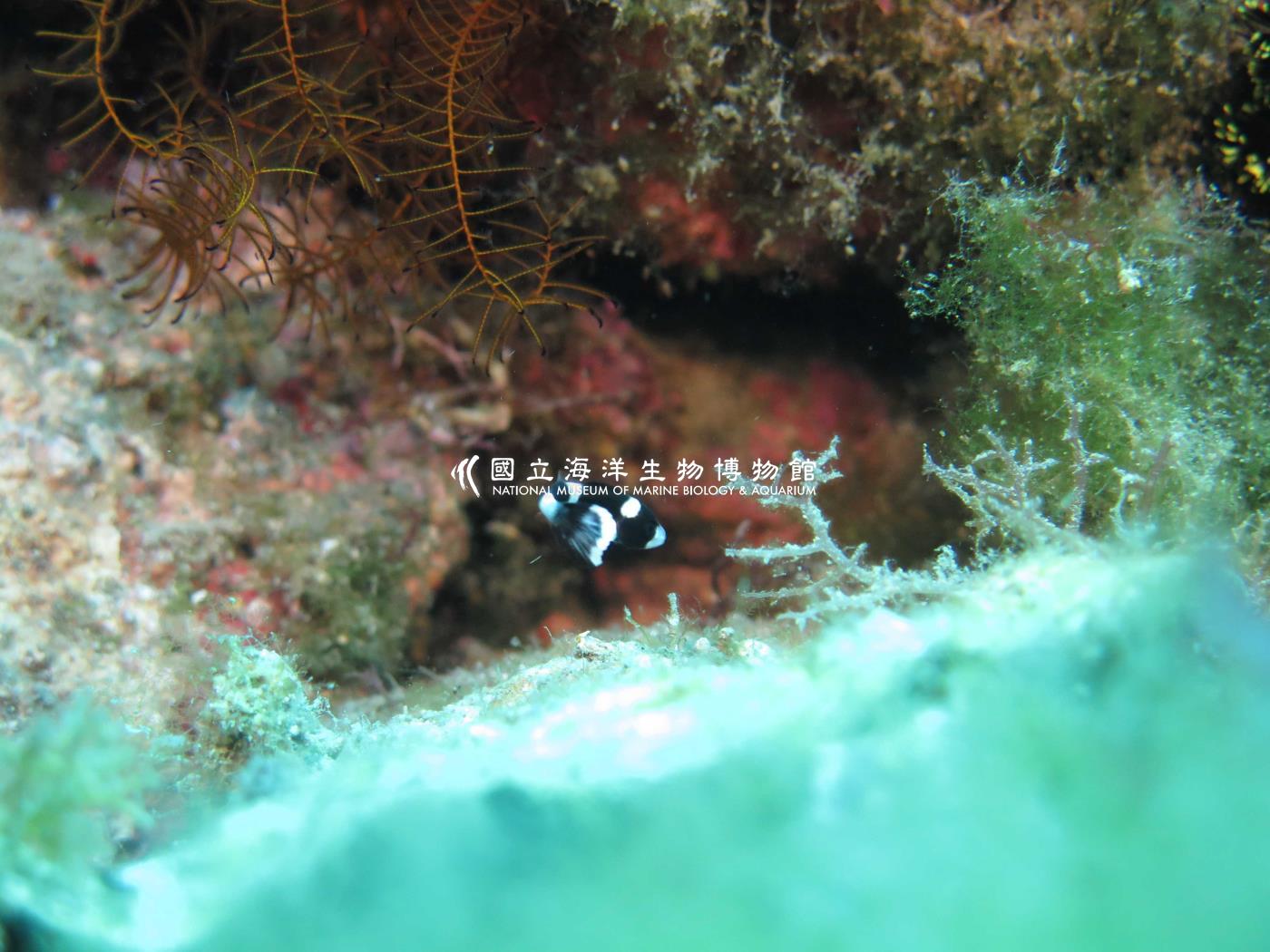 暗點胡椒鯛