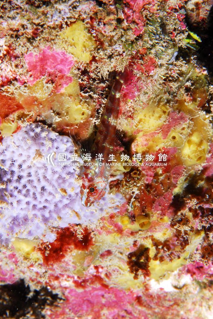 線頭彎線鳚