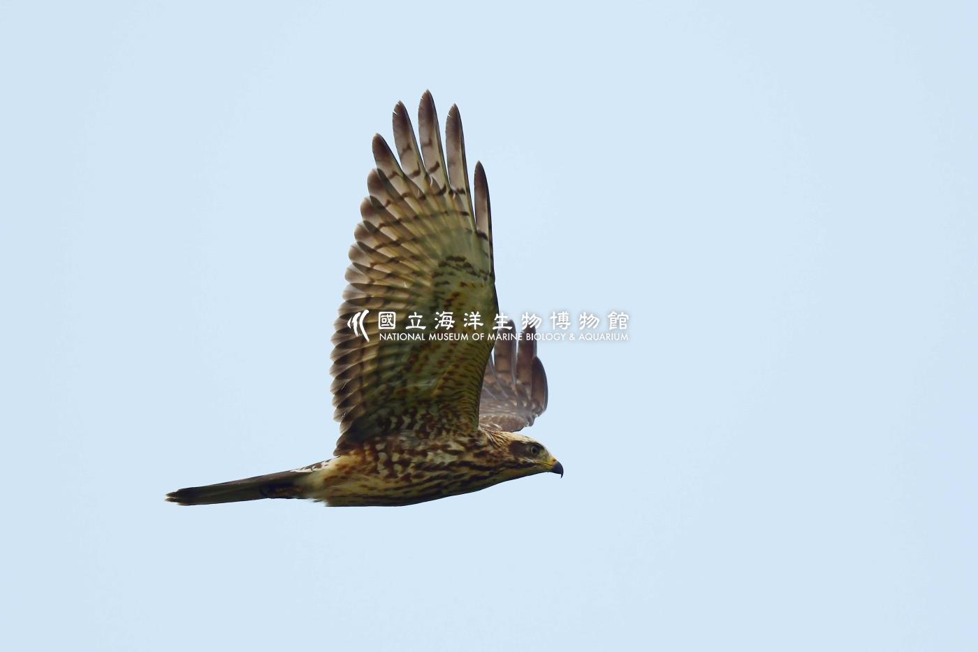 灰面鵟鷹